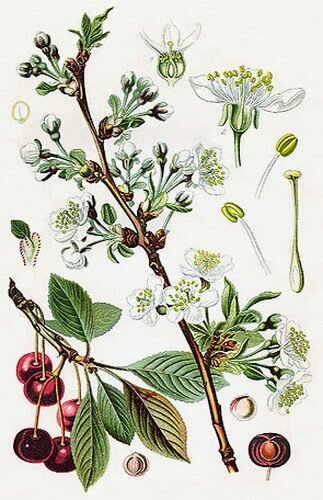   (Cerasus vulgaris)